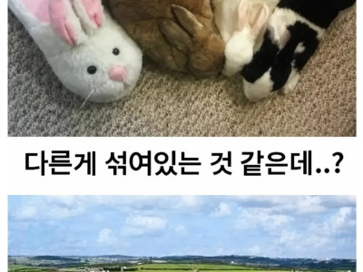 우리중에 가짜가 있대