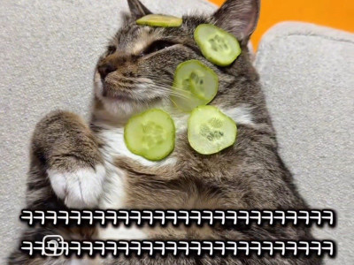 오이팩하는 고양이