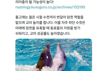 수컷끼리 교미 놀이하던 돌고래들의 결말..jpg