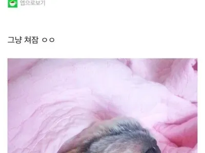 동물들 지진느낀다는거 다 구라