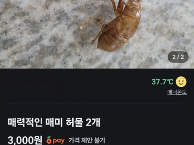 평화로운 당근매물