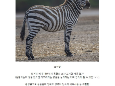 진짜 쓸데가 하나도없어서 멸종안한 동물...JPG