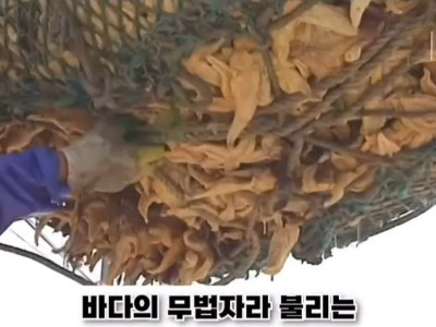 우리나라로 넘어온 바다의 무법자 불가사리의 최후