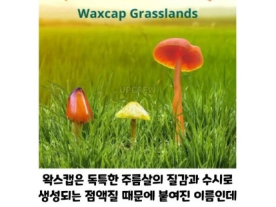 버섯갤러들이 환장하는 버섯