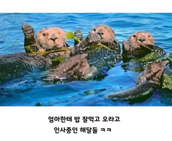 bt7a44f474e1164d960dc06e61fb3883c6.webp