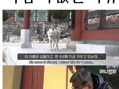 식탐이 별로 없는 절에 사는 개