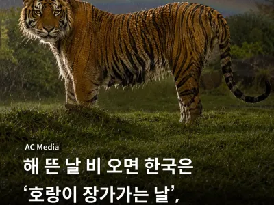 해 뜬 날 비 오면 한국은 '호랑이 장가가는 날', 다른 나라는 뭐라고 할까?