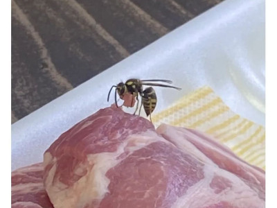 벌이 고기 썰어서 훔쳐감
