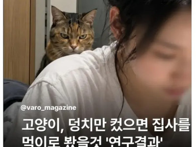 고양이 연구결과