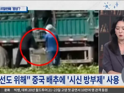 중국 배추에 시신 방부제 사용