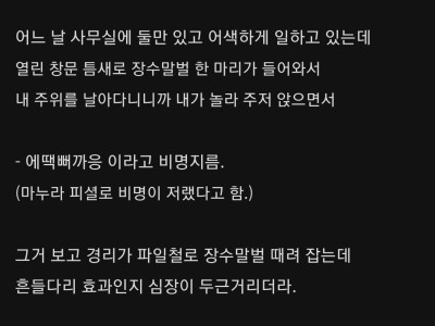 중소기업 경리랑 결혼한 썰