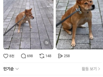 산책 중 급똥 터진 견주.