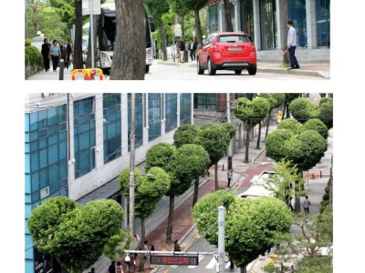 청주시의 가로수길