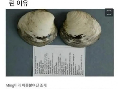 세상에서 가장 오래 산 조개가 죽어버린 이유