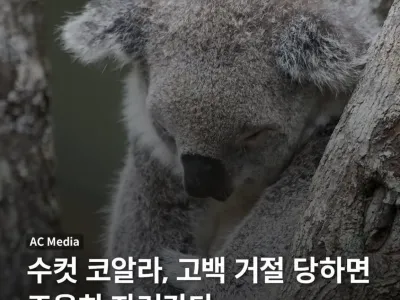 수컷 코알라가 고백 거절당하면 하는 행동