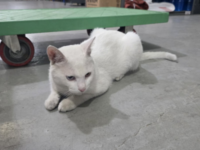 고양이 사장님