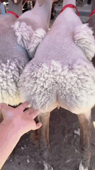 음란한 엉덩이