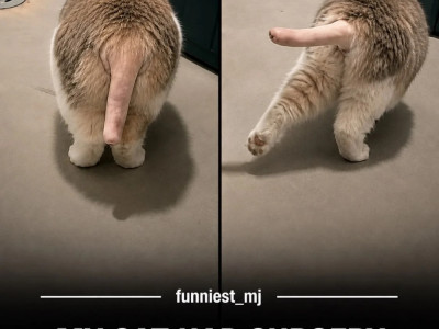 고양이 꼬리의 털을 다 밀어버린다면?