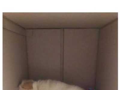 다른 집에 분양 보냈던 강아지가 집까지 찾아왔네요ㅜㅜ