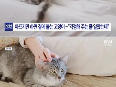 집사가 아플때 마다 곁으로 와주는 고양이