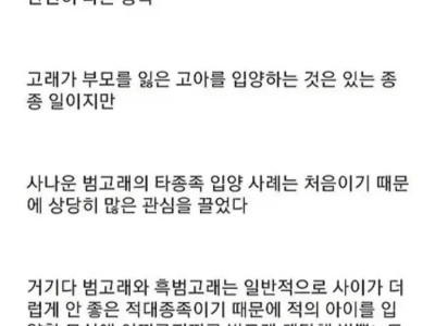 흑범고래 새끼를 입양한 범고래