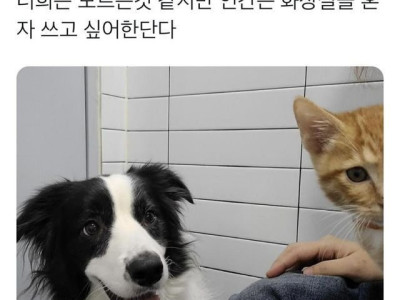 강아지랑 고양이들이 이해를 못하는 것.jpg