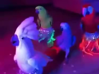 하체를 잘 흔드는 밸리댄서들