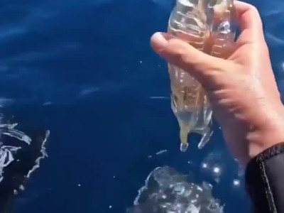 바다를 정화하는 신비한 생명체