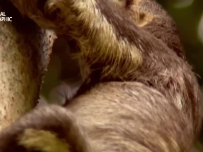 퓨마에게 물린 불쌍한 나무늘보ㅠ