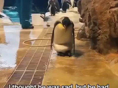 펭귄이 느릿느릿 걸어와선 자랑하는 거.mp4