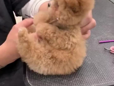 예쁘게 미용한 댕댕이