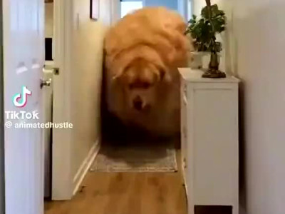 요즘 골든 리트리버 합성 근황.mp4