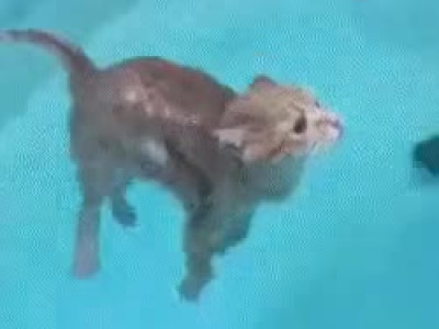 물에 잘 뜨는 고양이