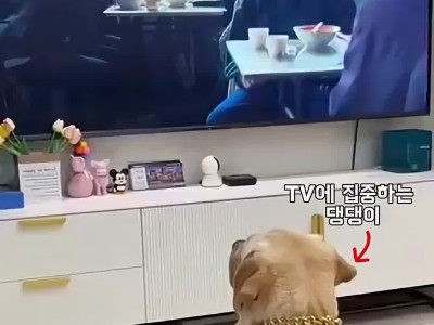 영화에 과몰입하는 강아지들.mp4