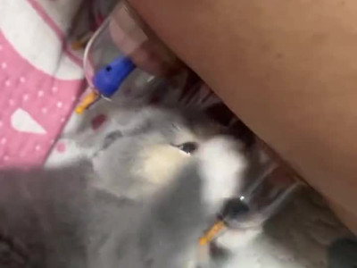 엄마젖이다 냐옹!