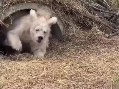 동면에서 깨어난 곰의 모습