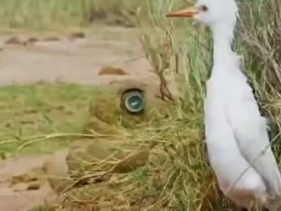 굴러오는 똥덩어리, 무언가를 볼 수 있는