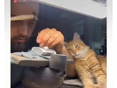 일하는데 자꾸 방해하는 냥