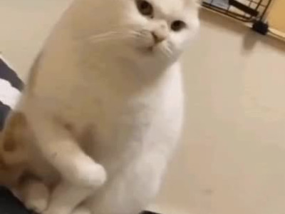 나약했던 일본 곰