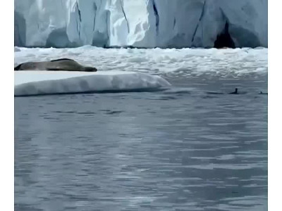 펭귄들이 빤스런한 이유