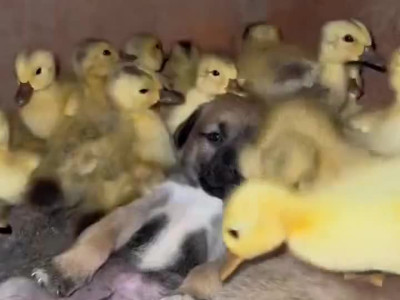 강아지 그리고 오리