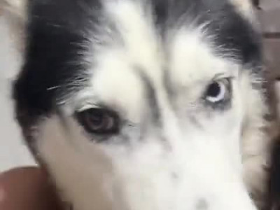 이탈리아 억양이 너무 센 허스키