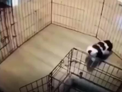 미션 강쥐파서블