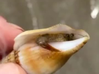 호주에 있다는 위험한 골뱅이.gif