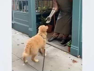 손 훈련이 너무 잘 된 골댕이