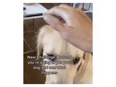 골댕이 쓰다듬는 척했을 때