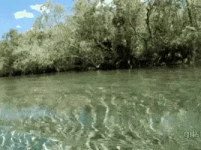 아직도 하마에 대해 모르는 사람이 많은 정보