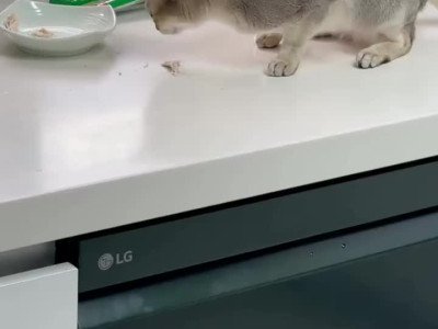 챱츄리버 놀려먹는 고양이