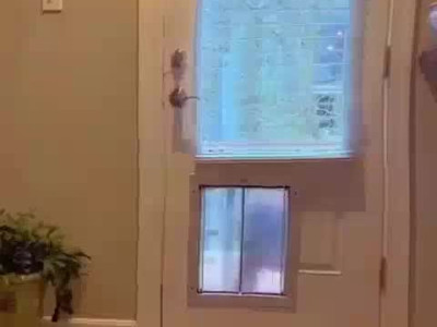 댕댕이들이 환장하는 물건