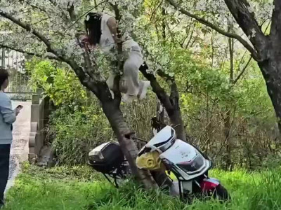 벚꽃사진 찍다가 참사